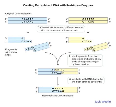 Restriction Enzymes - Recombinant Dna And Biotechnology - MCAT Content