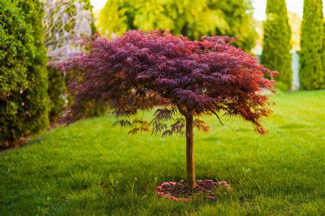 Japanese Maple Tree Care