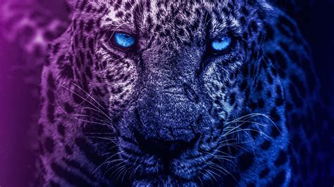 Snow Leopard With Blue Eyes Wallpaper