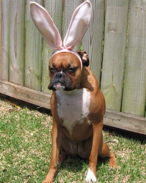 Boxer bunny | Boxer dogs, Funny dog pictures, Funny animals with captions