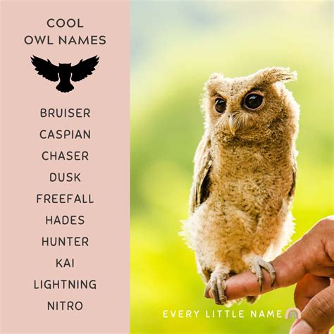 230+ Best Owl Names (Cute, Funny, and Cool) - Every Little Name