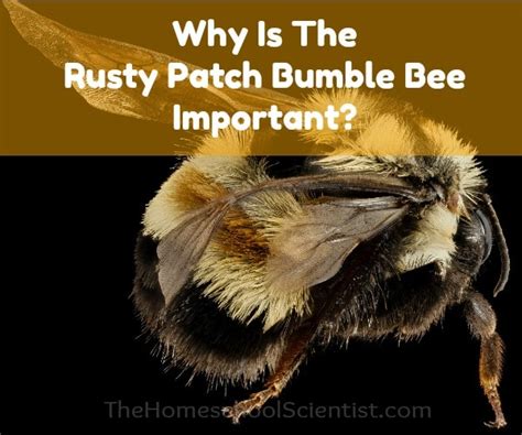 Why Is The Rusty Patch Bumble Bee Important? - The Homeschool Scientist