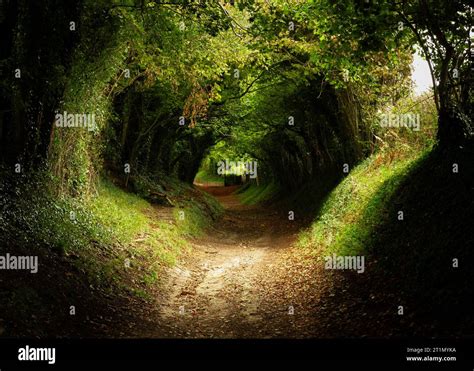 Halnaker Tree Tunnel Stock Photo - Alamy