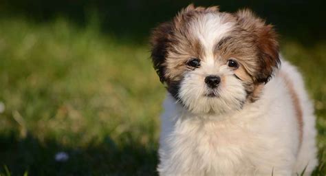 Lhasa Apso Breed Traits And Care Guide