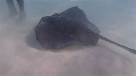 Snorkeling with Stingrays at Stingray City | Snorkeling in Antigua