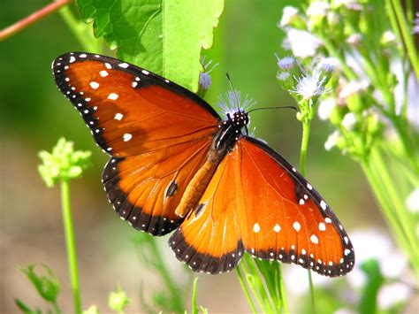 Queen Butterfly - Insects Morphology