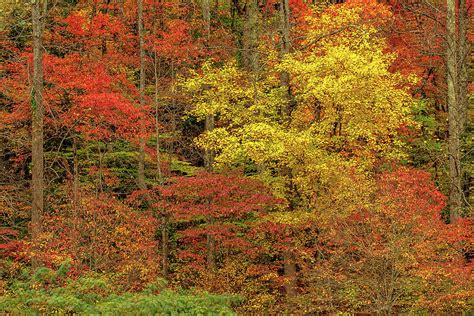 Fall Colors, Great Smoky Mountains Photograph by Dan Sniffin | Fine Art ...