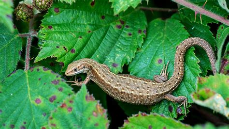 Common Lizard (Zootoca vivipara) - Woodland Trust