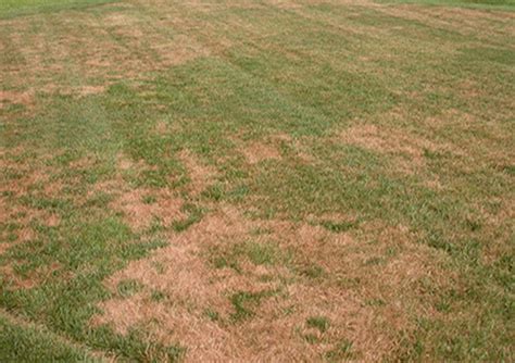 Brown Patch Disease on Your Lawn | Lawn Care Tips | Weed Man