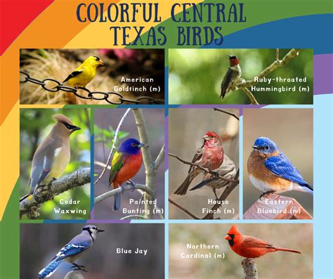 Colorful Central Texas Birds