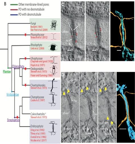 Review: The structure-to-function missing link of plasmodesmata: ($) | Plantae