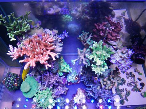 CORAL COLOR •Aquarium LED Lighting•Orphek