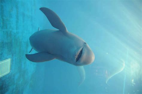 Facts About Porpoises