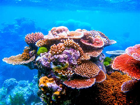 ESA - The Great Barrier Reef is home to hundreds of types of coral