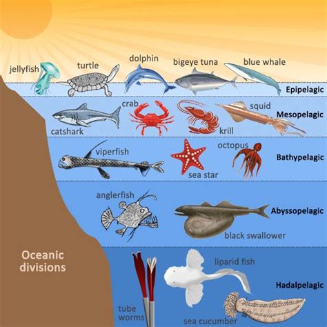 Understanding the Ocean Ecosystem | Ocean zones, Layers of the ocean ...