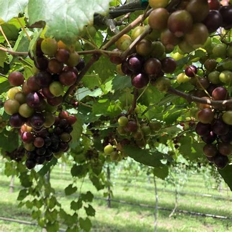 Muscadine Grape Vine | Grow Grapes At Home — PlantingTree.com