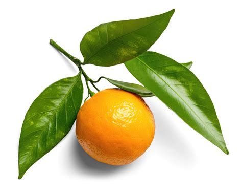 Orange Fruit with Leaves Transparent Background 22787342 PNG