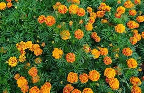 How Long To Grow Marigolds From Seeds : How To Propagate Marigold Seeds Planting Gardening ...