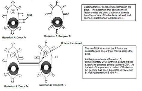 Bacterial Conjugation – WPUNJ Microbiology Laboratory Manual