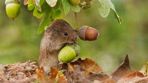 Join Us: Become A Member - Woodland Trust