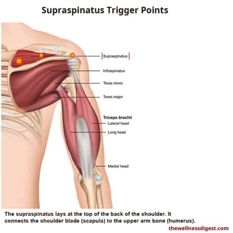 Supraspinatus Muscle: Shoulder, Arm, Pain, Frozen Shoulder Rotator Cuff - The Wellness Digest