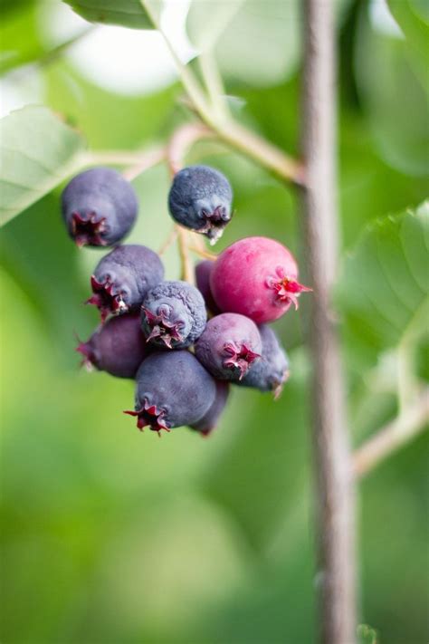 Saskatoon Berry Basil Smoothie - | Bakersbeans (Wanda Baker)