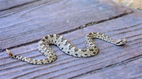 Ash Meadows NWR - Sidewinder Rattlesnake | FWS.gov