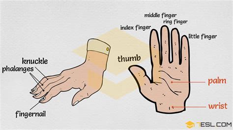 Parts Of Hand Palm Anatomy