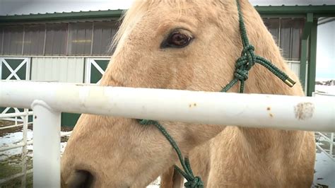 Horse Dragged by Pickup Truck Recovering in Colorado - YouTube