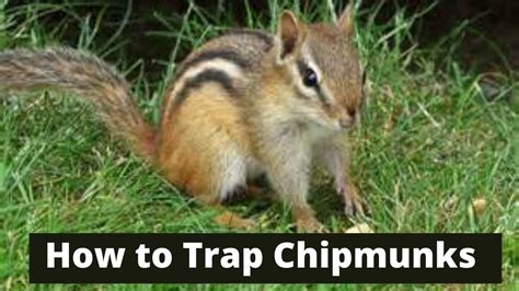 How To Trap Chipmunks - YouTube