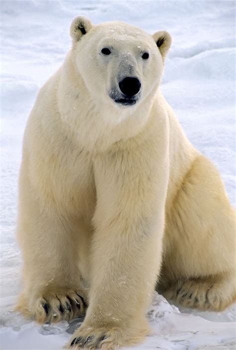 Symbolic Polar Bear Facts and Polar Bear Meaning on Whats-Your-Sign