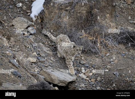 Wild Snow Leopard in Himalayas Stock Photo - Alamy