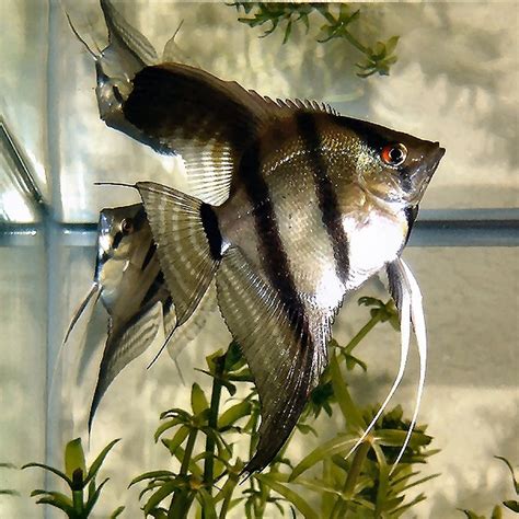 Angelfish (Pterophyllum Scalare) Photos | RateMyFishTank.com