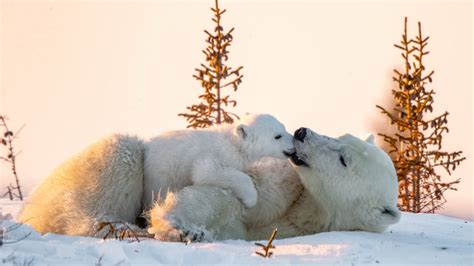 polar bear baby is playing with big bear on snow field during daytime ...