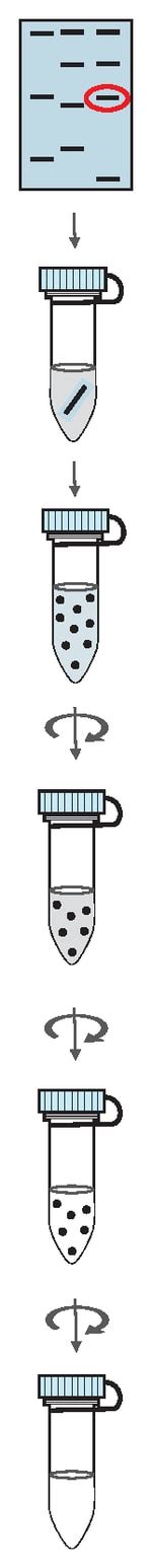 Genomic DNA Purification Kit