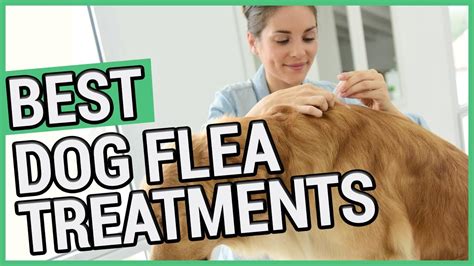 Best Flea Treatment For Dogs | 5 Best Dog Flea Treatments 2021 🐶 - YouTube