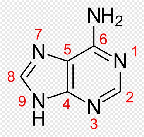 Guanine สูตรเคมี Adenine Nucleobase Molecule, อื่น ๆ, adenine, มุม png ...