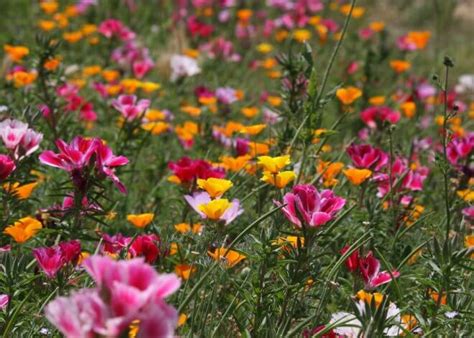 California Native Wildflowers - Wildflower Yard