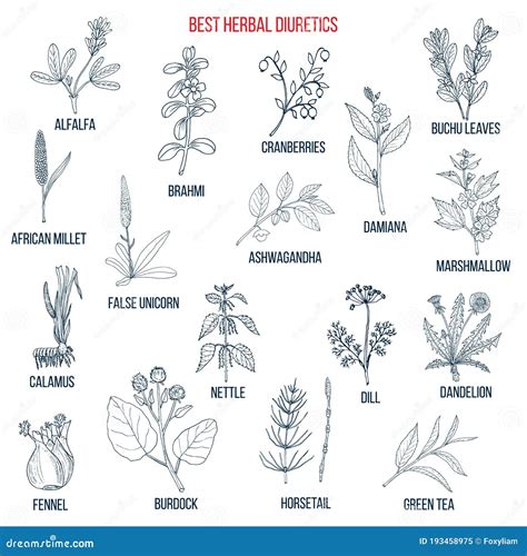 Best diuretic herbs set. stock vector. Illustration of ashwagandha ...