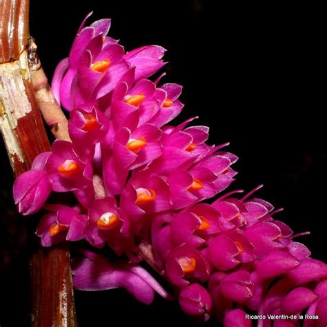 the pink flowers are blooming on the stem