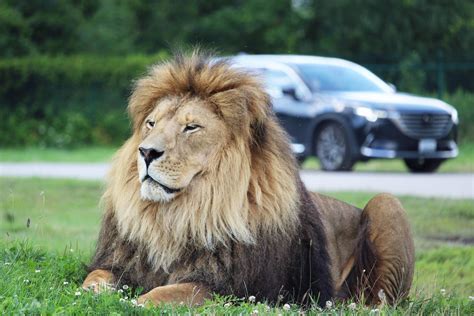 African Lion Safari – Toronto Private Tour Guide