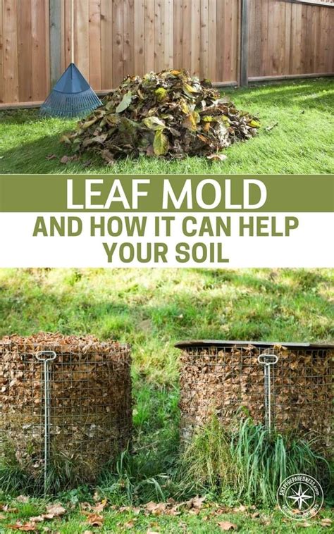 Leaf Mold and How it Can Help Your Soil | Garden compost, Garden soil ...