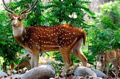 Chail Sanctuary | Wildlife sanctuary, Wildlife, Sanctuary