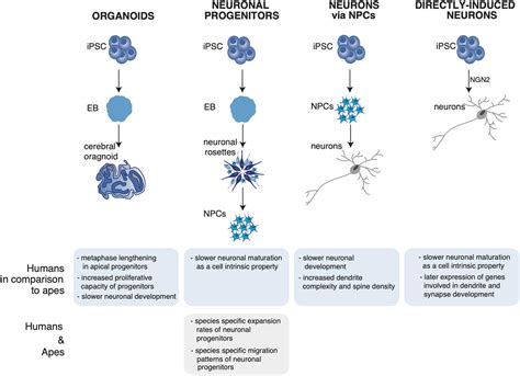 Frontiers | A Closer Look to the Evolution of Neurons in Humans and ...