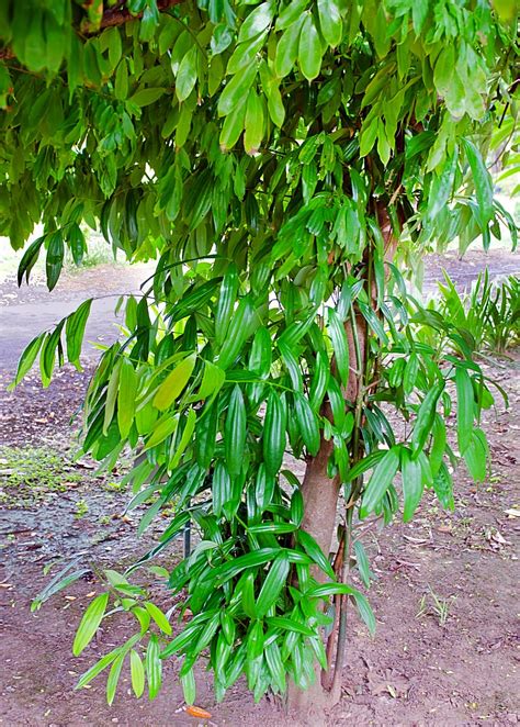 Cinnamon Tree (Cinnamomum verum) - Live Plant | Sow Exotic