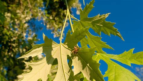 How to Identify Silver Maple Trees | Garden Guides