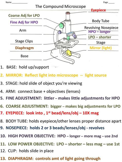 PPT - Name _____________ Page _____ The Compound Microscope PowerPoint ...