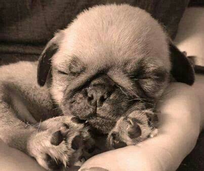 Sleeping baby. So sweet. | Baby pugs, Cute pugs, Pug love