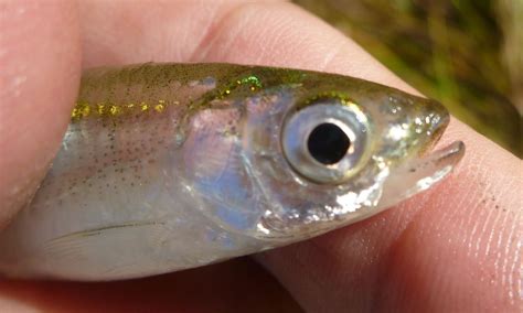 Manitoba Fish Species on the Fly: Emerald Shiner and a perch