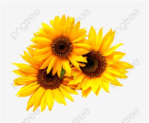 Download High Quality sunflower clipart real Transparent PNG Images - Art Prim clip arts 2019